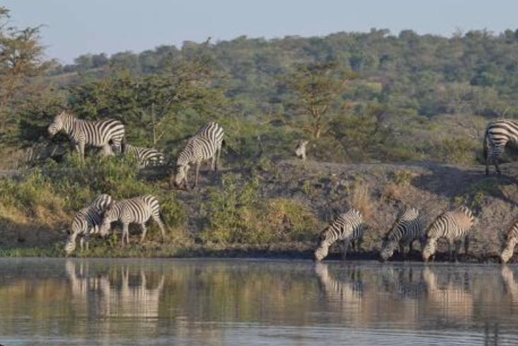 LakeMburo_National_Park_Mjsafarisuganda.com