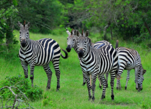 Day Visit to Lake Mburo National Park