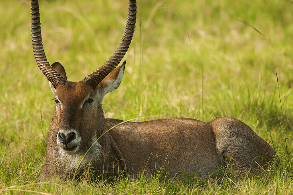 MJSafarisUgansa.com_Wildlife