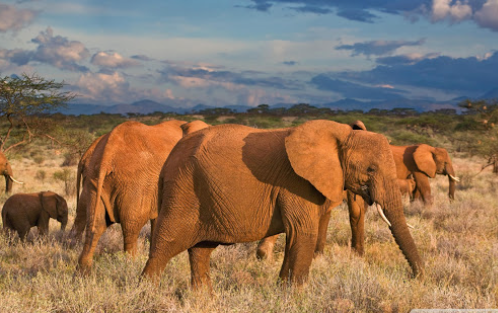 Mjsafarisuganda.com_Samburi_National_Reserve5