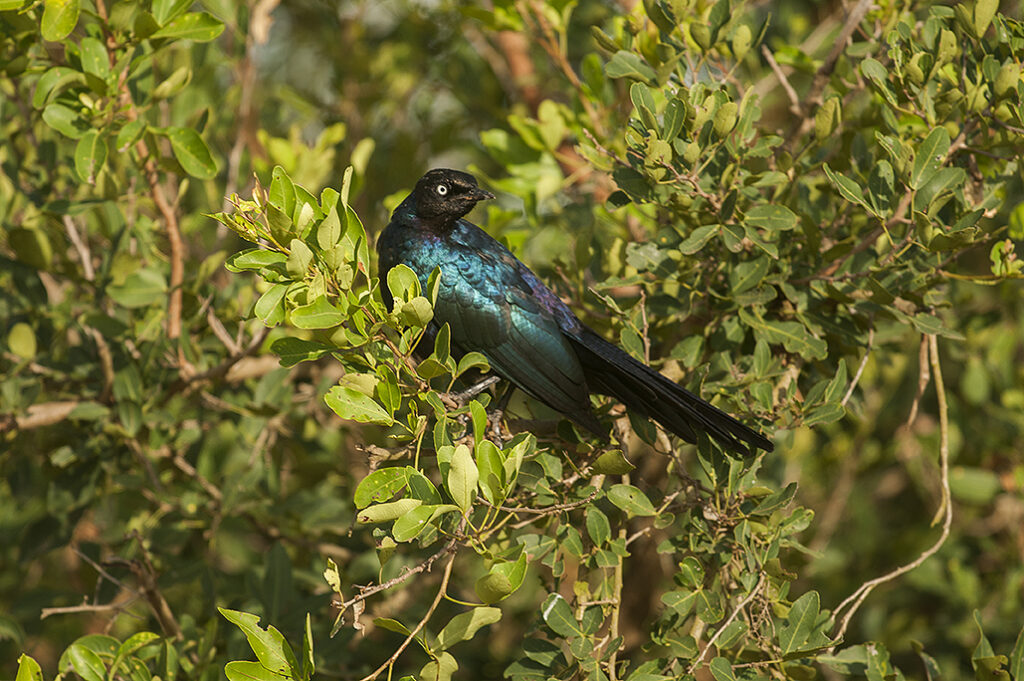 mjsafarisUganda.com_Birding
