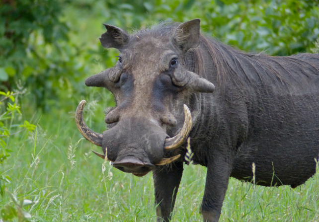 Warthogs_mjsafarisuganda.com