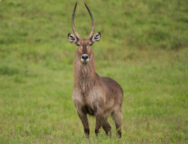 Waterbucks_mjsafarisuganda.com_