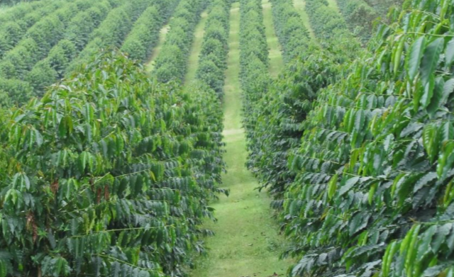 coffee_plantations_Uganda_Mjsafarisuganda.com_