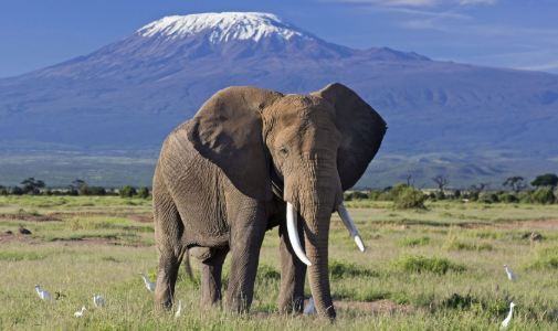 mjsafarisuganda.com_Amboseli_National_park_Kenya