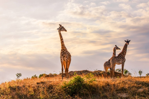 mjsafarisuganda.com_Maasai_Mara_Girraffee