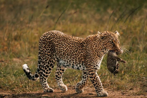 mjsafarisuganda.com_Tsavo Website National Park