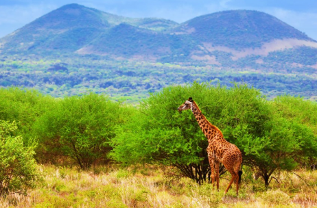 mjsafarisuganda.com_Tsavo West National Park3